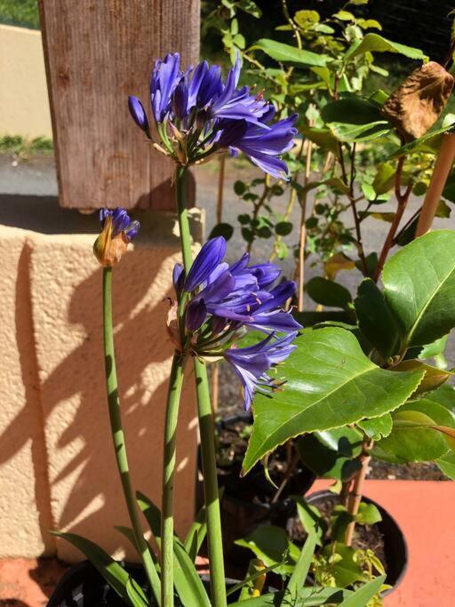La Boetienne Appartement Jardin A Sarlat 外观 照片